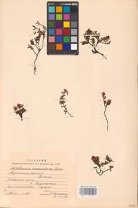 Kalmia procumbens (L.) Gift, Kron & P. F. Stevens, Eastern Europe, Northern region (E1) (Russia)