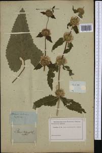 Phlomoides tuberosa (L.) Moench, Western Europe (EUR)