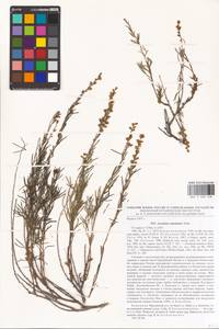 Artemisia salsoloides Willd., Eastern Europe, Eastern region (E10) (Russia)