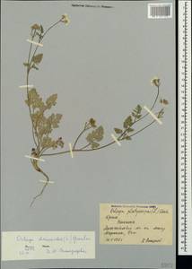 Orlaya daucoides (L.) Greuter, Crimea (KRYM) (Russia)