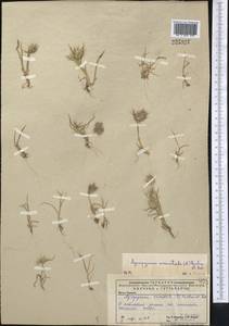 Eremopyrum orientale (L.) Jaub. & Spach, Middle Asia, Caspian Ustyurt & Northern Aralia (M8) (Kazakhstan)