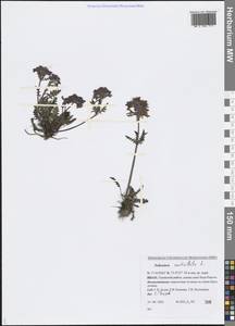 Pedicularis verticillata L., Siberia, Western Siberia (S1) (Russia)