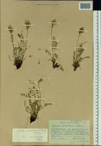 Oxytropis evenorum Jurtzev & A.P.Khokhr., Siberia, Chukotka & Kamchatka (S7) (Russia)