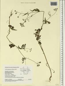 Torilis japonica (Houtt.) DC., Eastern Europe, Central region (E4) (Russia)