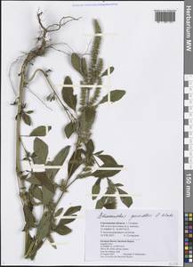 Amaranthus powellii S. Watson, Eastern Europe, Western region (E3) (Russia)
