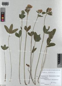 KUZ 000 776, Trifolium montanum L., Siberia, Altai & Sayany Mountains (S2) (Russia)