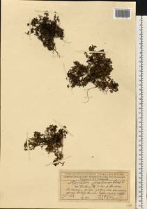 Kalmia procumbens (L.) Gift, Kron & P. F. Stevens, Eastern Europe, Northern region (E1) (Russia)