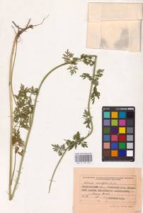 Selinum carvifolia (L.) L., Eastern Europe, West Ukrainian region (E13) (Ukraine)