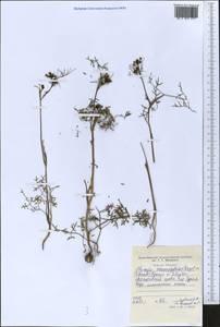 Elwendia chaerophylloides (Regel & Schmalh.) Pimenov & Kljuykov, Middle Asia, Western Tian Shan & Karatau (M3) (Tajikistan)