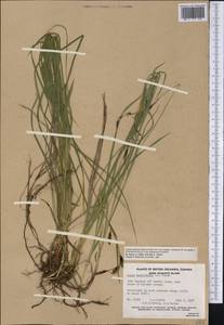 Carex macrochaeta C.A.Mey., America (AMER) (Canada)