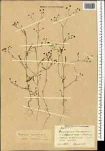 Bupleurum marschallianum C. A. Mey., Caucasus, Azerbaijan (K6) (Azerbaijan)