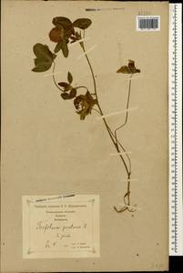 Trifolium pratense L., Caucasus, Georgia (K4) (Georgia)