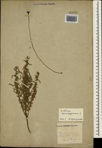 Santolina chamaecyparissus L., Crimea (KRYM) (Russia)