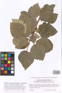 Populus petrovskoe, Eastern Europe, Moscow region (E4a) (Russia)