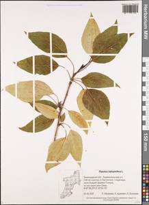 Populus balsamifera, Eastern Europe, North-Western region (E2) (Russia)