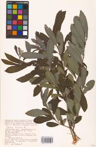 Salix cinerea L., Eastern Europe, Lower Volga region (E9) (Russia)