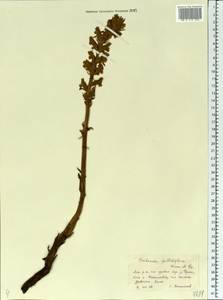 Orobanche reticulata subsp. pallidiflora (Wimm. & Grab.) Hayek, Eastern Europe, Central region (E4) (Russia)