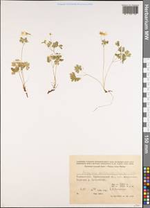 Isopyrum anemonoides Kar. & Kir., Middle Asia, Pamir & Pamiro-Alai (M2) (Tajikistan)