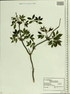 Sambucus racemosa L., Eastern Europe, Moscow region (E4a) (Russia)