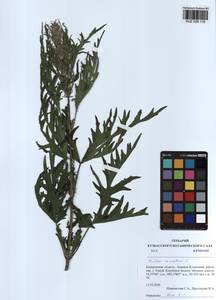 Urtica cannabina L., Siberia, Altai & Sayany Mountains (S2) (Russia)