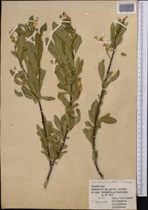 Exochorda racemosa (Lindl.) Rehder, Middle Asia, Pamir & Pamiro-Alai (M2) (Tajikistan)