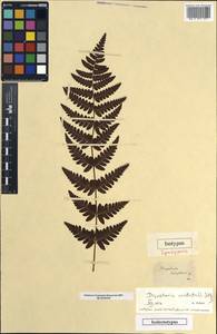 Dryopteris cristata (L.) A. Gray, Western Europe (EUR) (Germany)