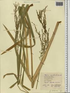 Glyceria maxima (Hartm.) Holmb., Eastern Europe, Central forest region (E5) (Russia)