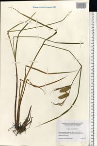 Carex vesicaria L., Eastern Europe, Western region (E3) (Russia)