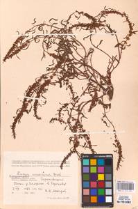 Rumex ucranicus Fisch., Eastern Europe, Central region (E4) (Russia)