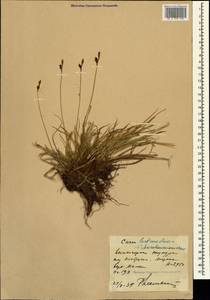 Carex umbrosa subsp. huetiana (Boiss.) Soó, Caucasus, Stavropol Krai, Karachay-Cherkessia & Kabardino-Balkaria (K1b) (Russia)