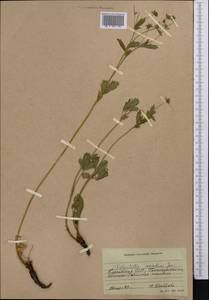 Potentilla chrysantha subsp. chrysantha, Middle Asia, Western Tian Shan & Karatau (M3) (Not classified)