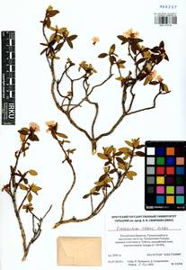 Rhododendron adamsii Rehder, Siberia, Baikal & Transbaikal region (S4) (Russia)