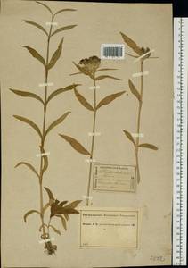 Dianthus barbatus, Eastern Europe, Central forest region (E5) (Russia)