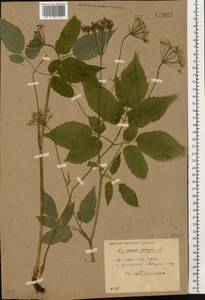 Aegopodium podagraria L., Eastern Europe, Belarus (E3a) (Belarus)
