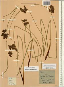 Juncus inflexus L., Caucasus, Armenia (K5) (Armenia)