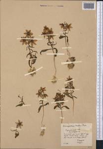 Fritillaria karelinii (Fisch. ex D.Don) Baker, Middle Asia, Kopet Dag, Badkhyz, Small & Great Balkhan (M1) (Turkmenistan)