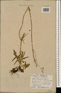 Valeriana tuberosa L., Caucasus, Stavropol Krai, Karachay-Cherkessia & Kabardino-Balkaria (K1b) (Russia)