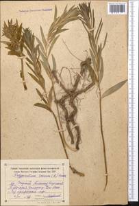 Polygonatum roseum (Ledeb.) Kunth, Middle Asia, Northern & Central Tian Shan (M4) (Kyrgyzstan)