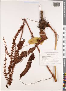 Rumex obtusifolius L., Siberia, Western Siberia (S1) (Russia)