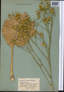 Arctium aureum (C. Winkl.) Kuntze, Middle Asia, Pamir & Pamiro-Alai (M2) (Tajikistan)