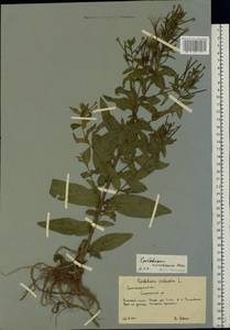 Epilobium roseum subsp. subsessile (Boiss.) P. H. Raven, Eastern Europe, Lower Volga region (E9) (Russia)