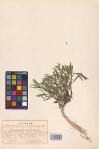 Gypsophila altissima L., Eastern Europe, Lower Volga region (E9) (Russia)