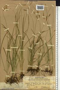 Carex hakkodensis Franch., Siberia, Chukotka & Kamchatka (S7) (Russia)