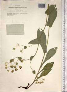 Bupleurum aureum Fisch., Siberia, Altai & Sayany Mountains (S2) (Russia)