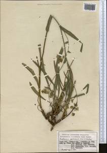 Bupleurum gulczense O.Fedtsch. & B.Fedtsch., Middle Asia, Pamir & Pamiro-Alai (M2) (Kyrgyzstan)