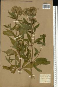 Eupatorium cannabinum L., Eastern Europe, North Ukrainian region (E11) (Ukraine)