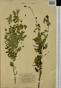 Caragana arborescens Lam., Siberia, Western (Kazakhstan) Altai Mountains (S2a) (Kazakhstan)