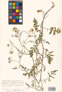 Rorippa sylvestris (L.) Besser, Eastern Europe, Moscow region (E4a) (Russia)