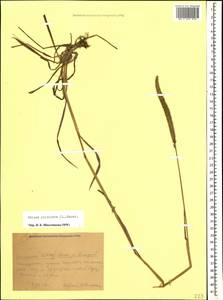 Phleum phleoides (L.) H.Karst., Caucasus, Krasnodar Krai & Adygea (K1a) (Russia)