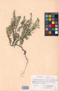 Lepidium virginicum L., Eastern Europe, Moscow region (E4a) (Russia)
